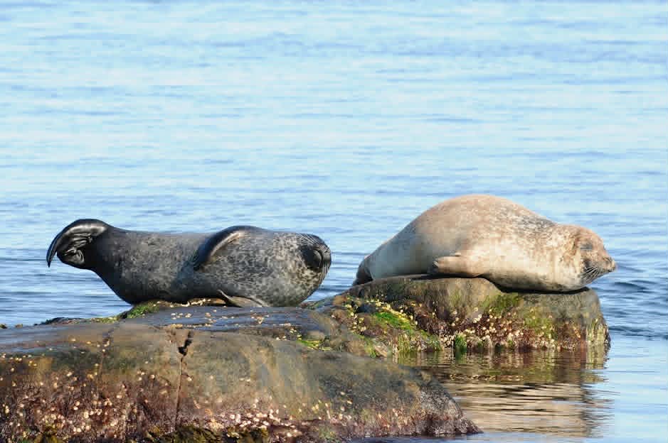 Sälsafari bild 1